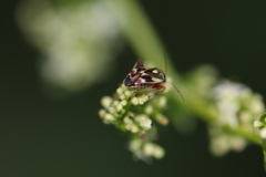 Polymerus brevicornis
