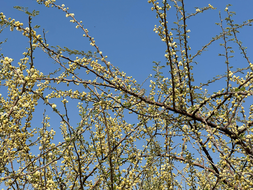 candlepod thorn (Vachellia hebeclada)