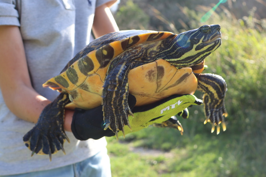 Eastern River Cooter