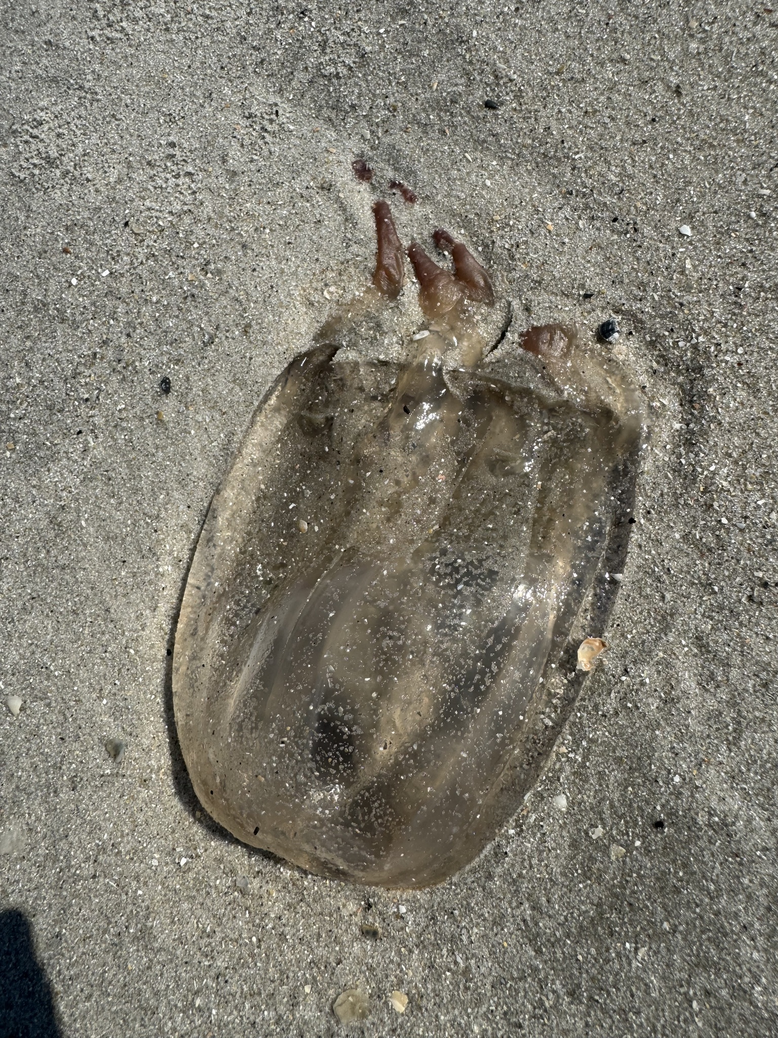 Tamoya haplonema F.Müller, 1859