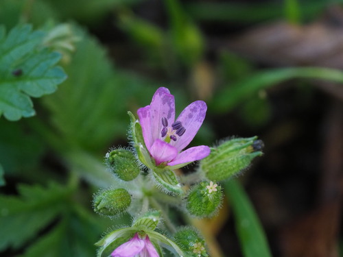 Musky stork's bill (Erodium moschatum)