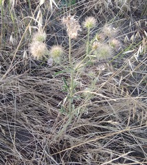 Pterocephalus plumosus