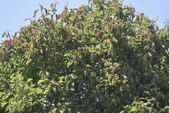 Prunus ursina