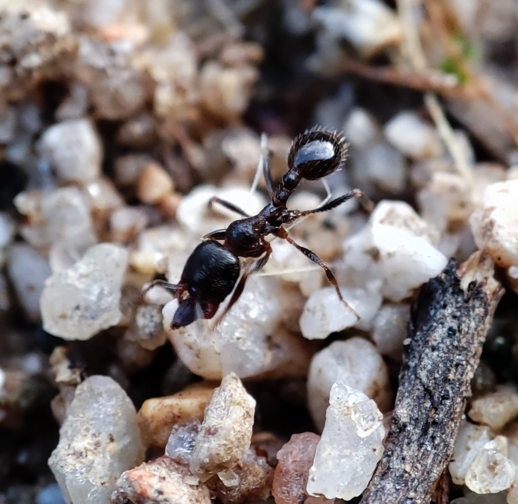 Oxyopomyrmex