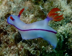 Hypselodoris brycei
