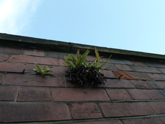 Asplenium scolopendrium scolopendrium