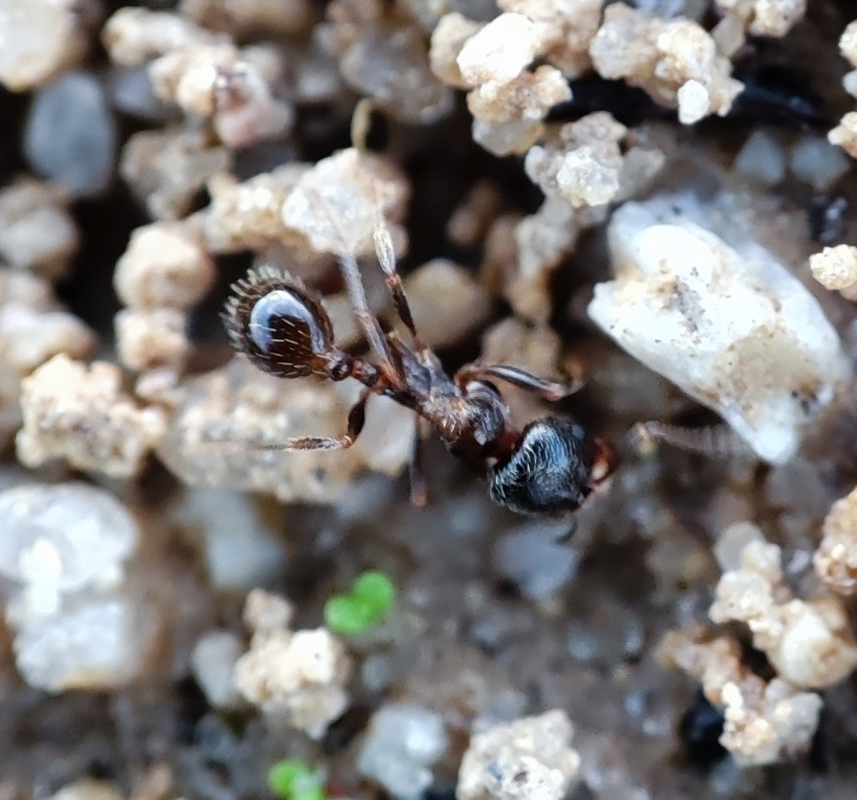 Goniomma baeticum