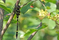 Macromia