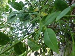 Jasminum mesnyi