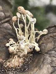 Coprinellus disseminatus