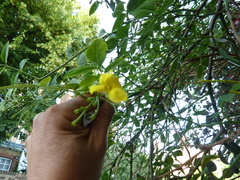 Jasminum mesnyi