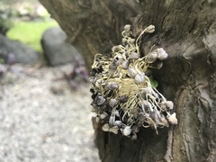 Coprinellus disseminatus