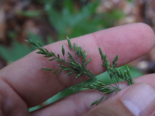 Poa chaixii, photograph 6