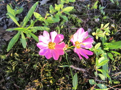 Sabatia kennedyana