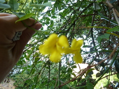Jasminum mesnyi