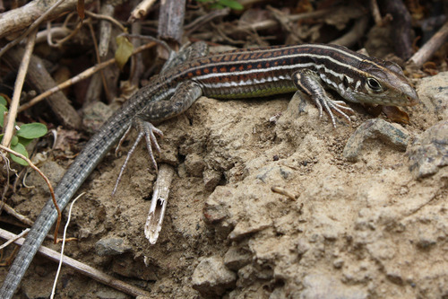 Bocourt's Ameiva, Medopheos edracanthus
