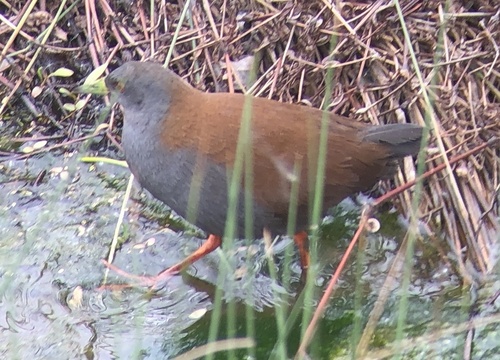 Black-tailed Crake (Zapornia bicolor), photo 7