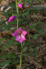 Gladiolus illyricus