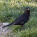 Eurasian Blackbird - Photo (c) PierreSelim, some rights reserved (CC BY-SA)