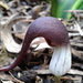 Arisarum proboscideum - Photo (c) oddjackit, algunos derechos reservados (CC BY-NC)
