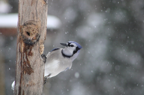 Blue Jay photographed in Maine
