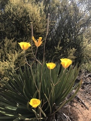 Calochortus weedii weedii