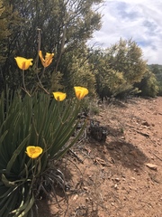Calochortus weedii weedii