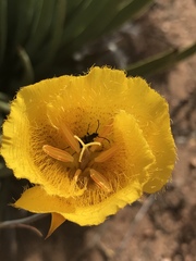 Calochortus weedii weedii