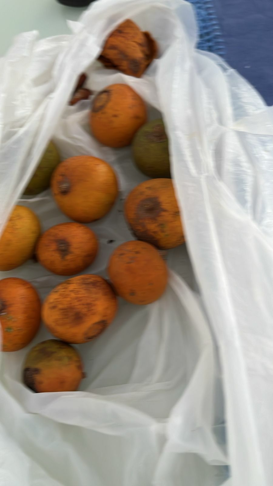 Imagem de Coroa-de-frade