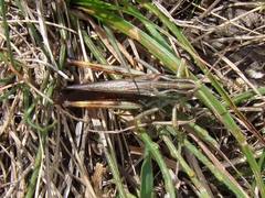 Stenobothrus rubicundulus