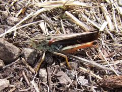 Stenobothrus rubicundulus