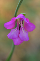 Gladiolus illyricus