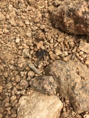 Apatolestes
