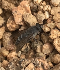 Apatolestes