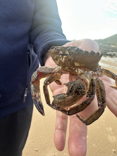 Velvet Swimming Crab