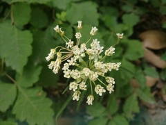 Asclepias angustifolia