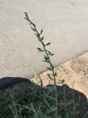 Enchylaena tomentosa