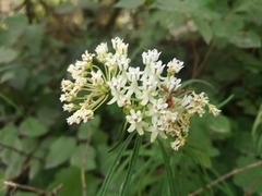 Asclepias angustifolia