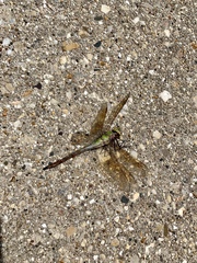 Anax junius
