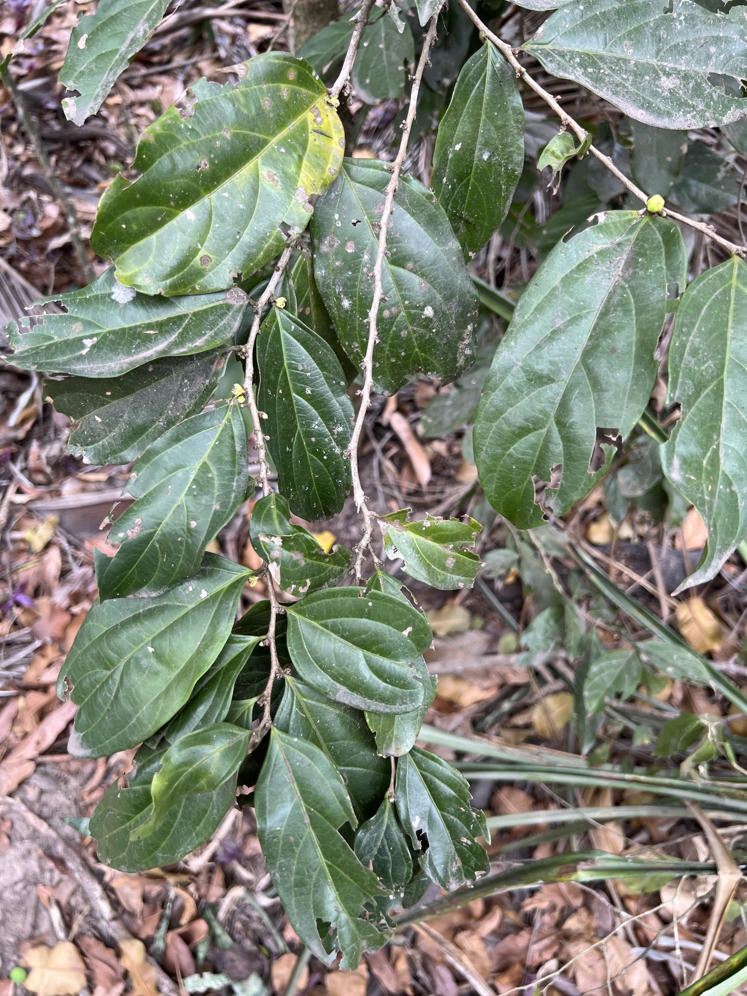 Imagem de Pimenta-de-macaco