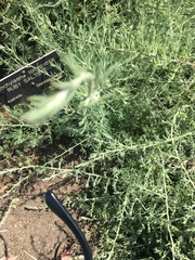 Enchylaena tomentosa