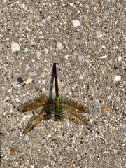 Anax junius