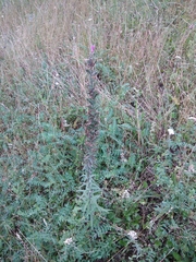 Pontechium maculatum