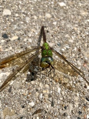 Anax junius