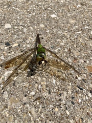 Anax junius