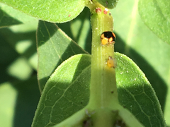 Hyperaspis connectens