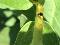 Hyperaspis connectens