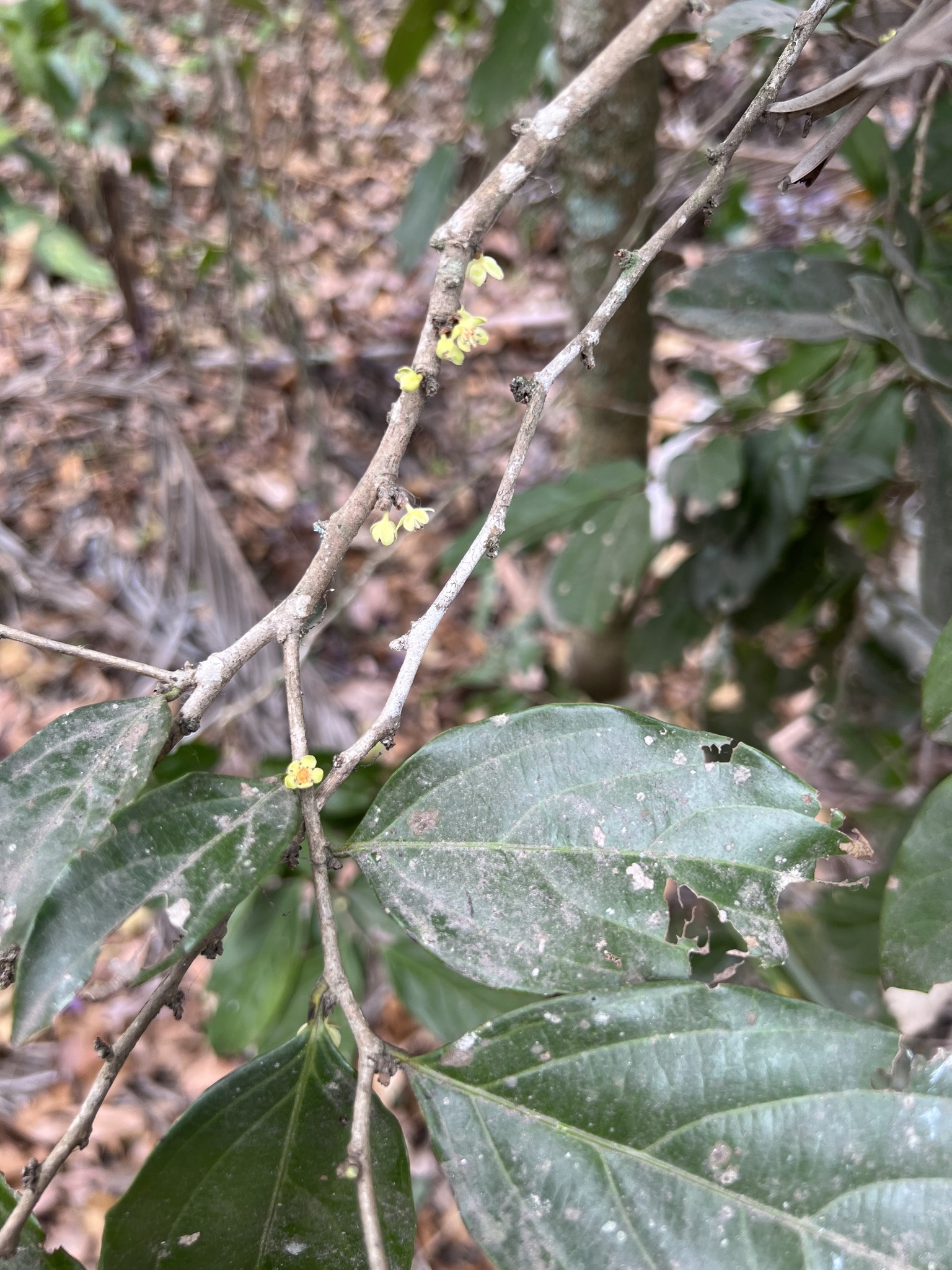 Imagem de Pimenta-de-macaco