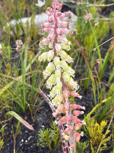 Lachenalia lutzeyeri