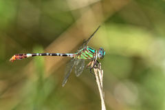 Erpetogomphus eutainia